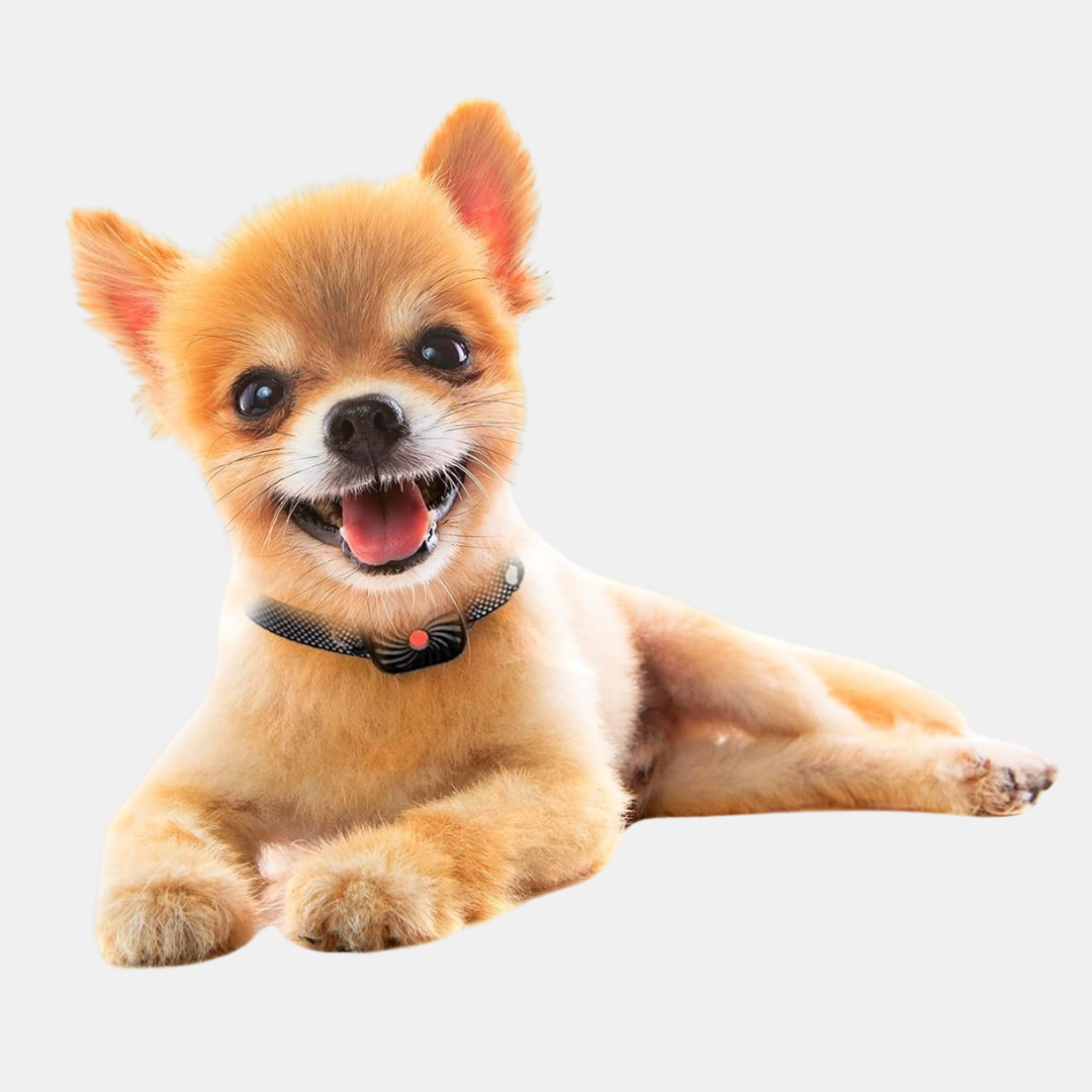 Anti Bark Collar for Small Dogs – Gentle Training Device for Bark Control
